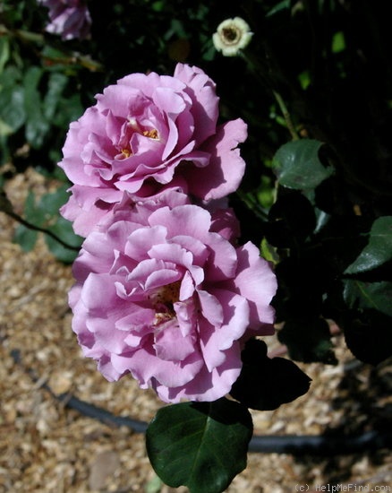 'Angel Face, Cl. (cl. floribunda, Ruston 1995)' rose photo