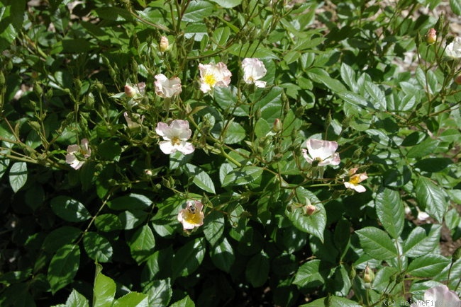 'Carabella' rose photo