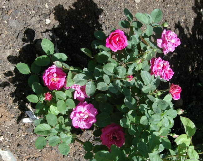 'Thank You (hybrid tea, Thomson 2004)' rose photo