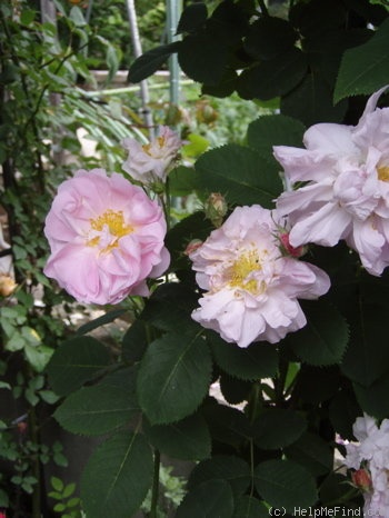 'Celestial (alba, before 1717)' rose photo