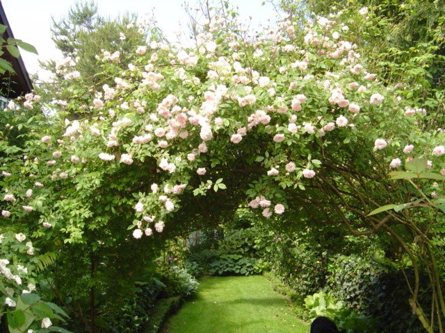 'Schusselé's Garden'  photo
