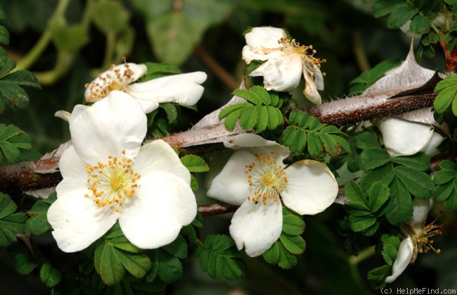 'R. sericea pteracantha' rose photo