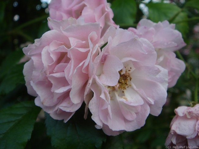 'Kirsch-Rose' rose photo