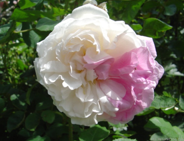 'Winchester Cathedral ®' rose photo