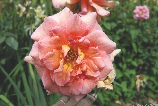 'Fanny Blankers-Koen' rose photo