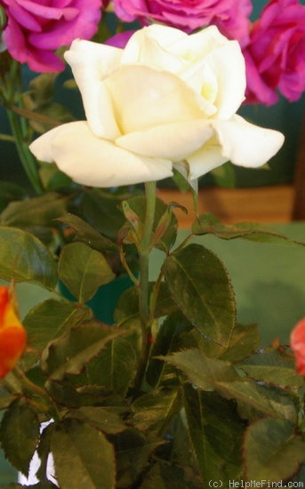 'Philadelphia (hybrid tea, Thomson, 2001)' rose photo