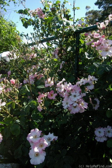 'Sparrieshoop (floribunda, Kordes 1953)' rose photo