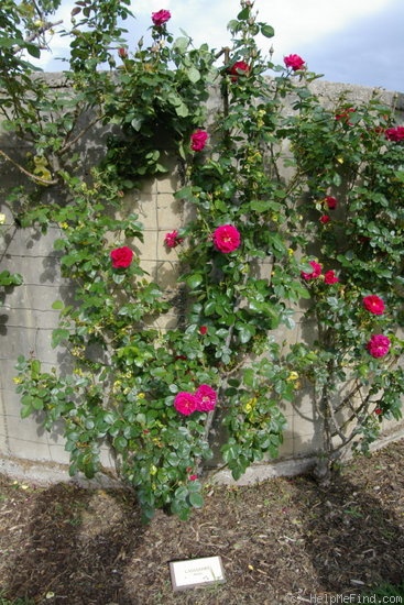 'Cassandre ® (LCl, Meilland International 1989)' rose photo