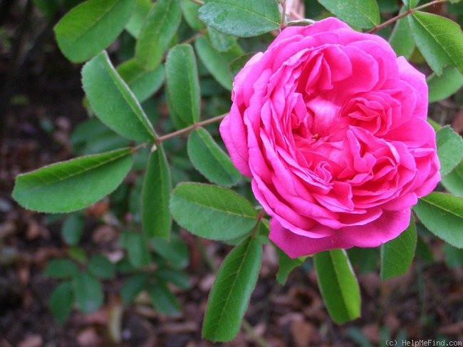 'Rose du Roi (portland, Lelieur, 1812)' rose photo