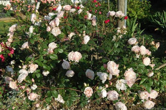 'The Generous Gardener' Rose
