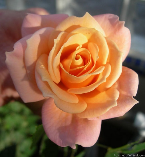 'ARMLB2XSMB' rose photo