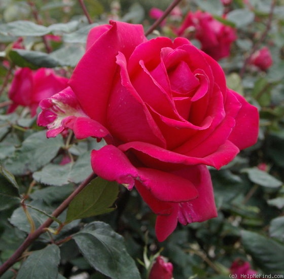 'Ida Elizabeth' rose photo