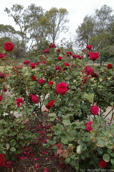 'Allen Brundrett' rose photo