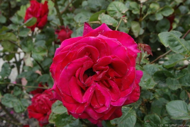'Allen Brundrett' rose photo