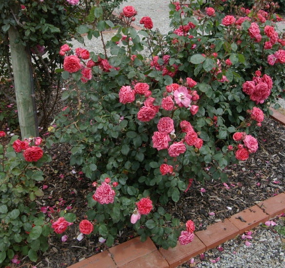 'Lisa Colfax' rose photo