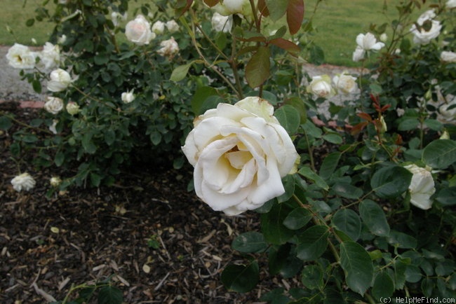 'Pakeha' rose photo