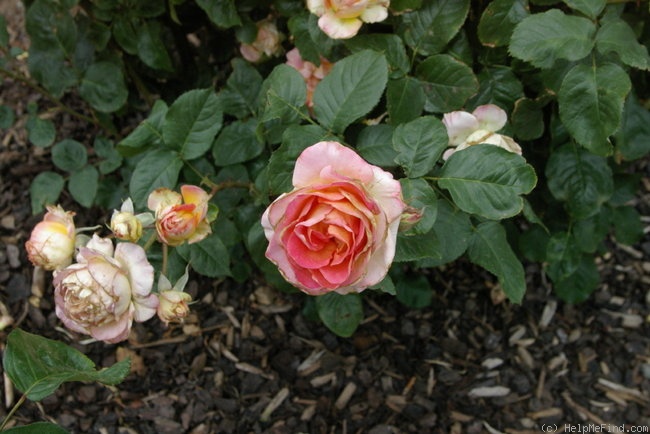 'Annie's Song' rose photo