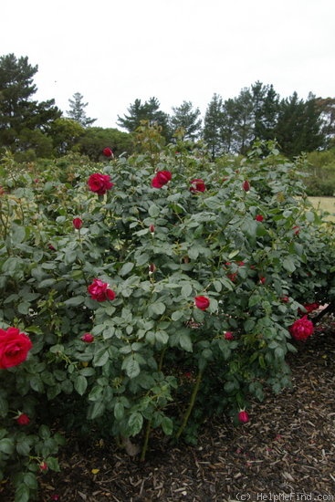 'Australian Bicentennial' rose photo
