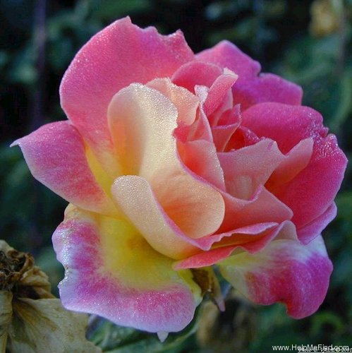 'Madame L. Dieudonné' rose photo