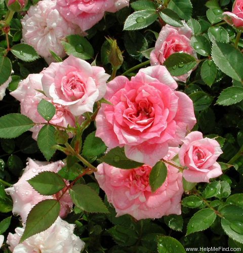 'Chick-a-dee, Cl.' rose photo