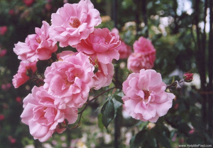 'Neige Rose' rose photo