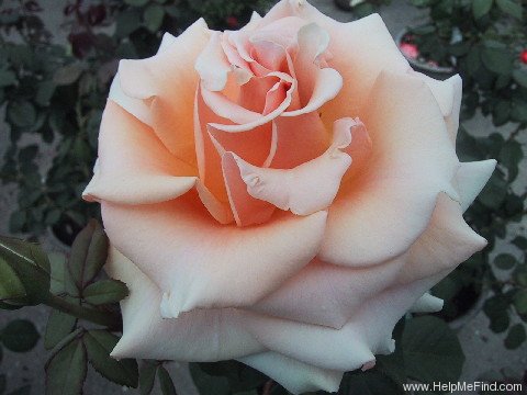 'Marilyn Monroe ™ (Hybrid Tea, Carruth, 2001)' rose photo