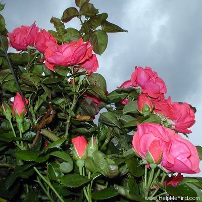 'Mrs. Annie Beaufays' rose photo