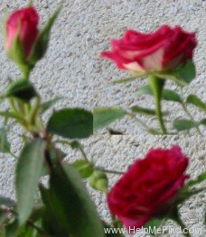 'Whoopi ™' rose photo