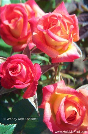 'Hot Tamale' rose photo