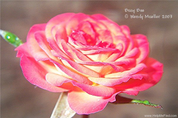 'Busy Bee ™ (miniature, Saville 1994)' rose photo