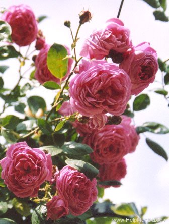 'Madame Louis Ricard (cl. hybrid perpetual, Boutigny, 1904)' rose photo
