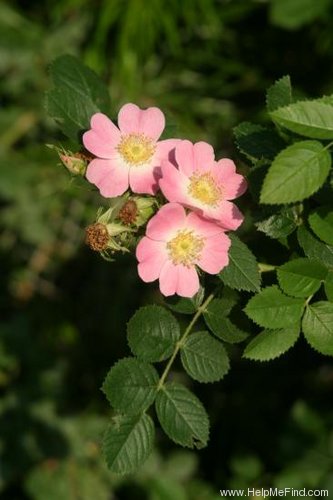 '<i>Rosa eglanteria</i> L. synonym' rose photo