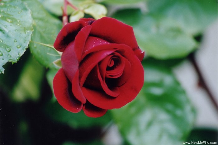 'Salammbô' rose photo