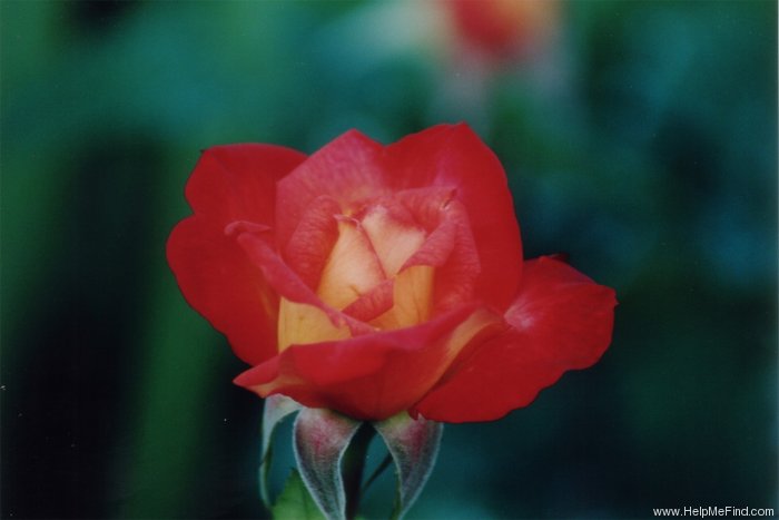'Chacock ®' rose photo