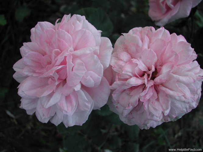 'Souvenir de Madame August Charles' rose photo