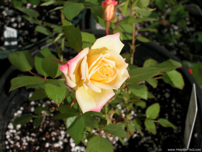 'Providence ™' rose photo