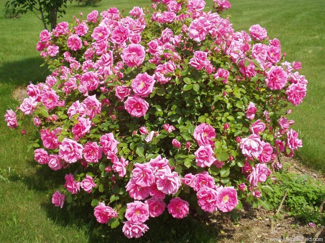 'Carefree Beauty' Rose Photo