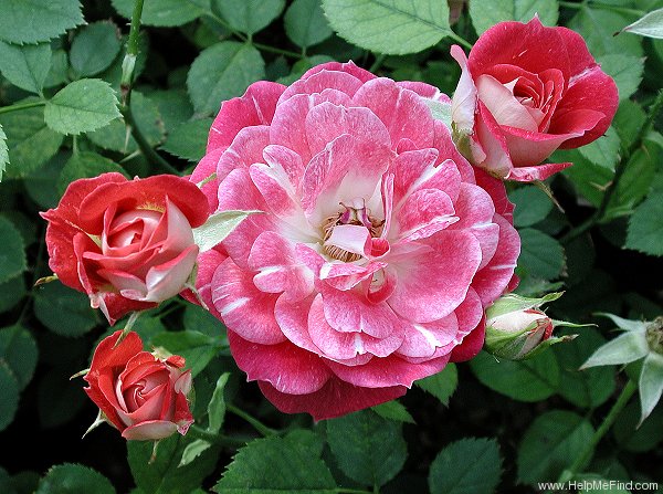 'Hi Ho' rose photo