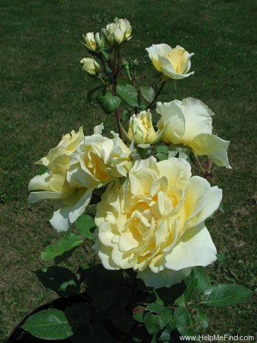 'Golden Age (hybrid tea, Sheldon, 2001)' rose photo