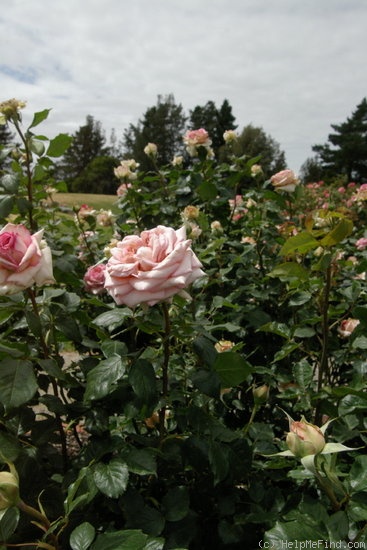 'Our Rosamond' rose photo