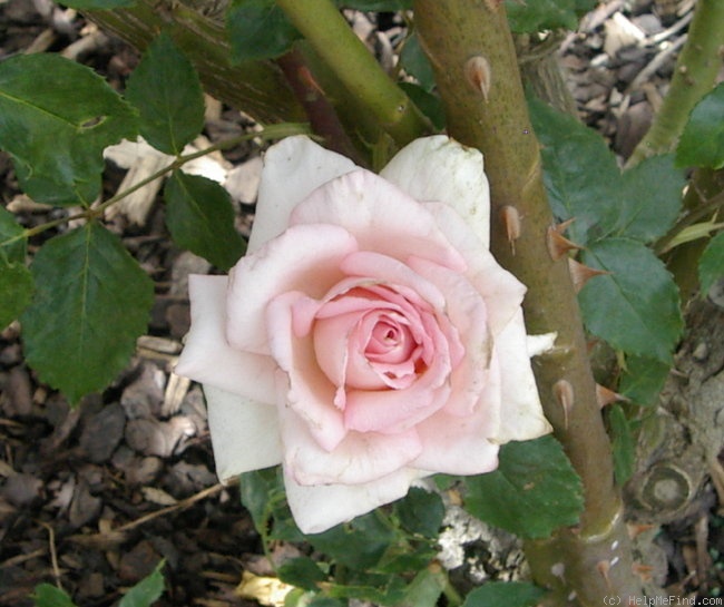 'Our Rosamond' rose photo