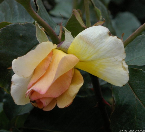 'Howard Florey' rose photo