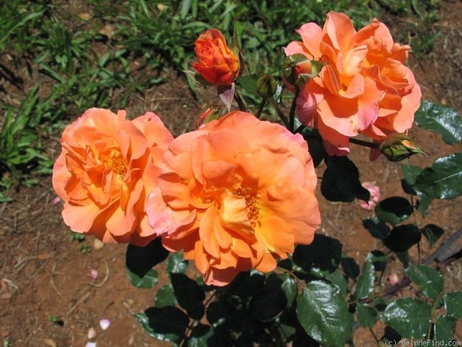 'Xu GuiHua' rose photo