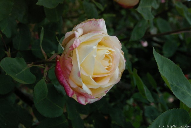 'Rae Dungan' rose photo
