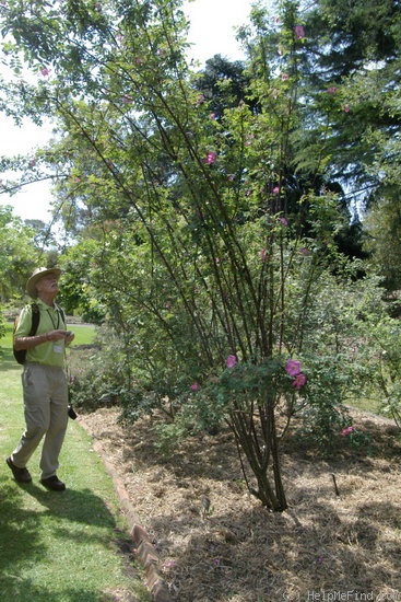 'Master Hugh' rose photo