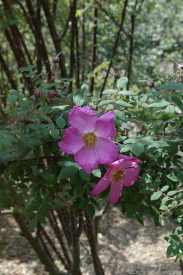 'Master Hugh' rose photo