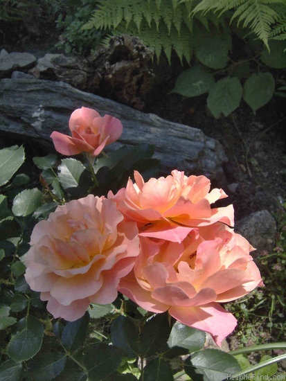 'Bordure Abricot' rose photo