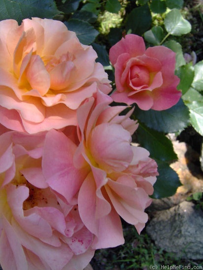'Bordure Abricot' rose photo
