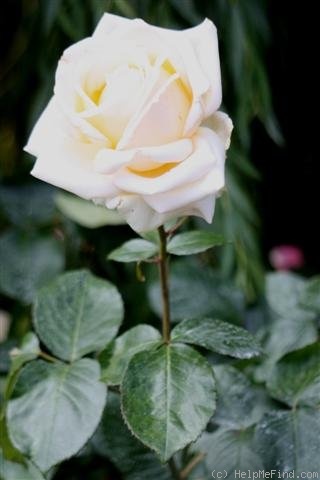 'Fresh Cream (hybrid tea, Kordes, 1991)' rose photo