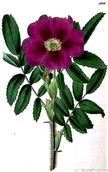 '<i>Rosa kamtchatica</i> Vent. synonym' rose photo
